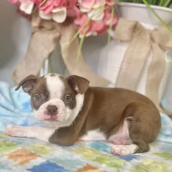 Male Boston Terrier puppy for sale at Shake A Paw Green Brook.