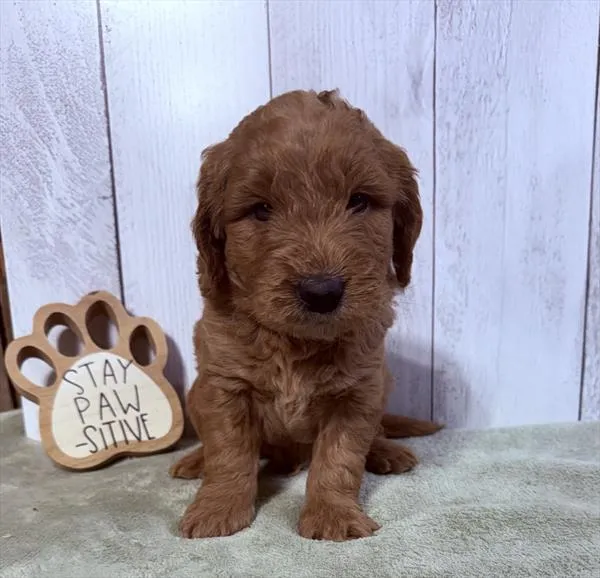 Male Mini Goldendoodle puppy for sale at Shake A Paw Union.