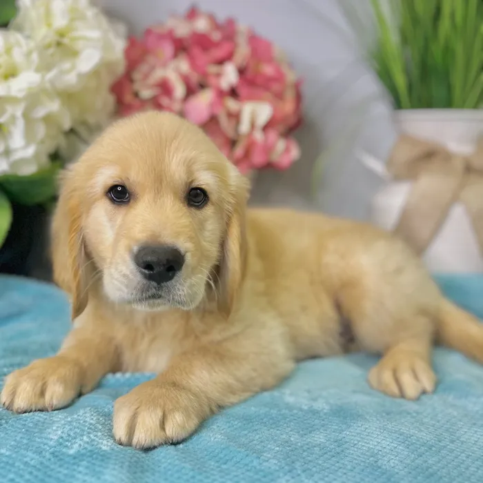 Male Golden Retriever puppy for sale at Shake A Paw Green Brook.
