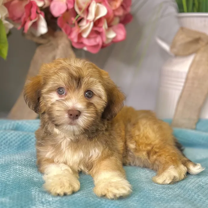 Female Havanese puppy for sale at Shake A Paw Green Brook.