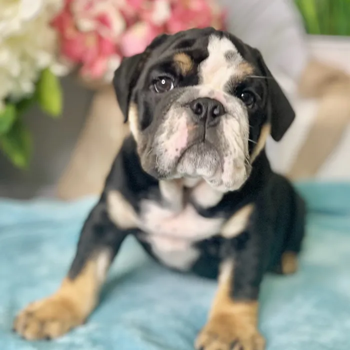 Male English Bulldog puppy for sale at Shake A Paw Green Brook.
