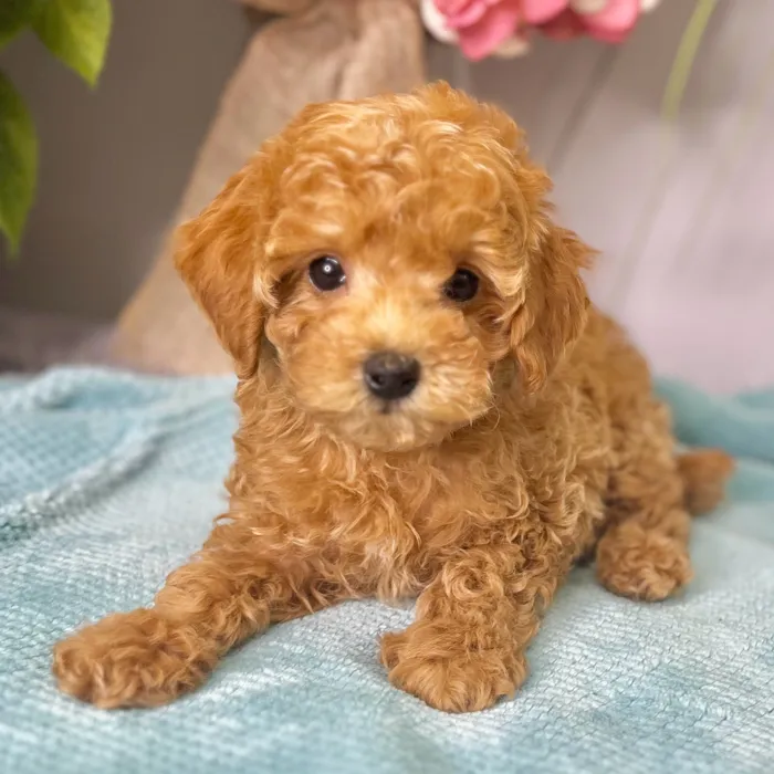 Male Bichon / Poodle puppy for sale at Shake A Paw Green Brook.