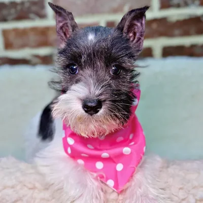 Female Mini Schnauzer puppy for sale at Shake A Paw Union.