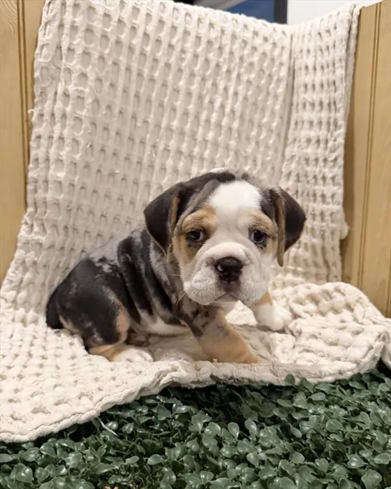 Male Beabull puppy for sale at Shake A Paw Union.