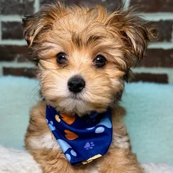 Male Maltese / Yorkie puppy for sale at Shake A Paw Union.