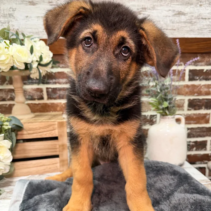 Male German Shepherd puppy for sale at Shake A Paw Union.