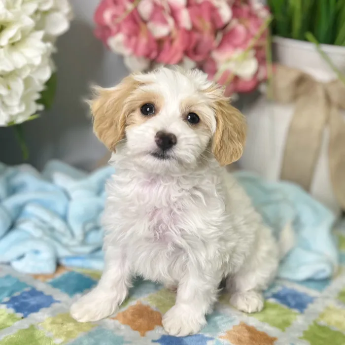 Female Maltipoo puppy for sale at Shake A Paw Green Brook.