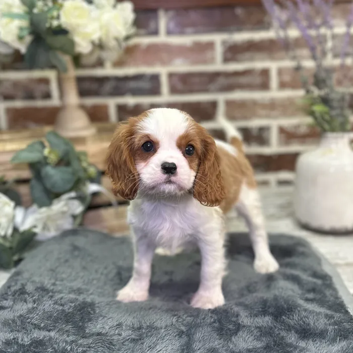 Female Cavalier King Charles Spaniel puppy for sale at Shake A Paw Union.