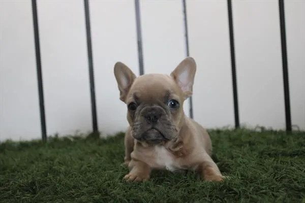 Male French Bulldog puppy for sale at Shake A Paw Green Brook.
