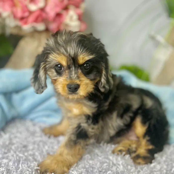 Female Cavapoo puppy for sale at Shake A Paw Green Brook.