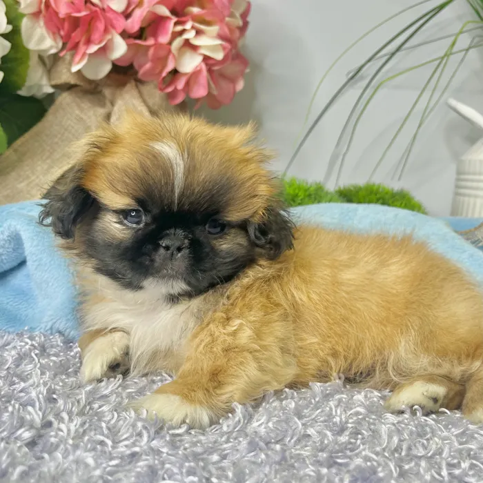 Male Pekingese puppy for sale at Shake A Paw Green Brook.