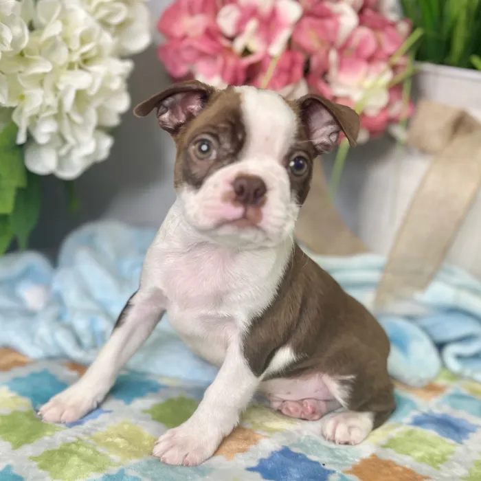 Male Boston Terrier puppy for sale at Shake A Paw Green Brook.