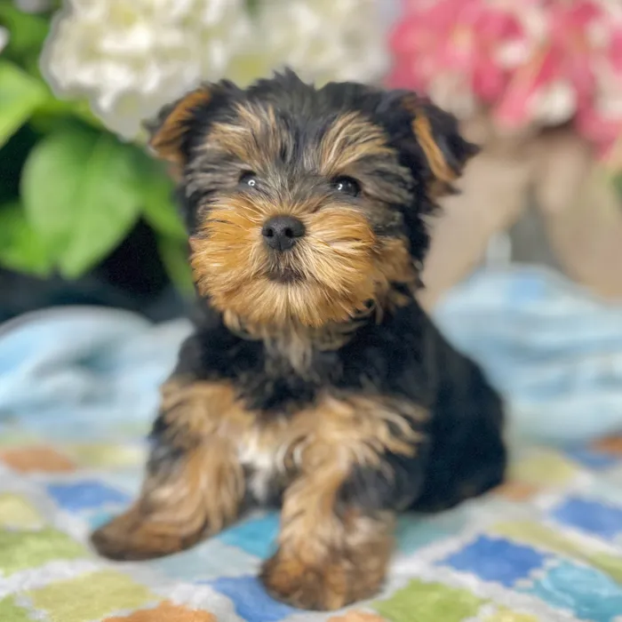 Male Yorkshire Terrier puppy for sale at Shake A Paw Green Brook.