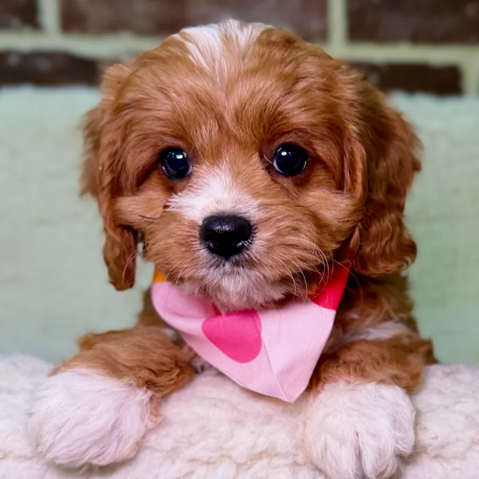 Female Cavapoo puppy for sale at Shake A Paw Union.