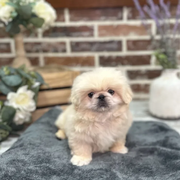 Male Pekingese puppy for sale at Shake A Paw Union.