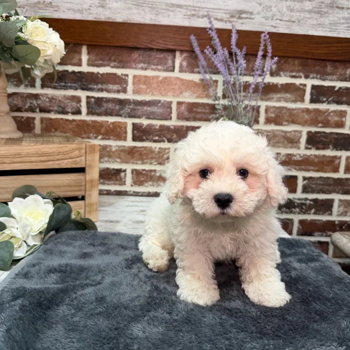 Male Bichon Frise puppy for sale at Shake A Paw Union.