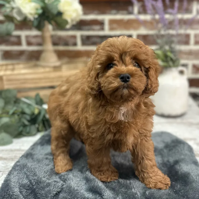 Female Cavapoo puppy for sale at Shake A Paw Union.