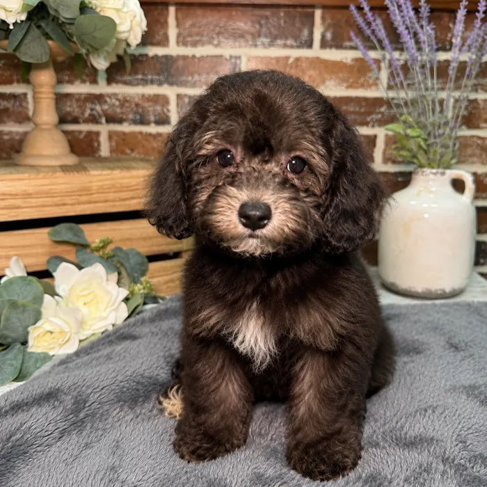 Male Havanese / Poodle puppy for sale at Shake A Paw Union.