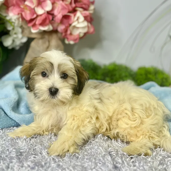 Female Havanese puppy for sale at Shake A Paw Green Brook.