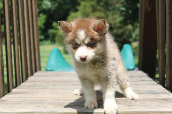 Male Pomsky 2Nd Gen puppy for sale at Shake A Paw Green Brook.