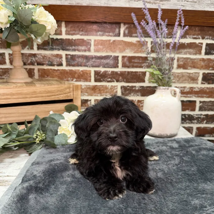 Female Havanese / Poodle puppy for sale at Shake A Paw Union.