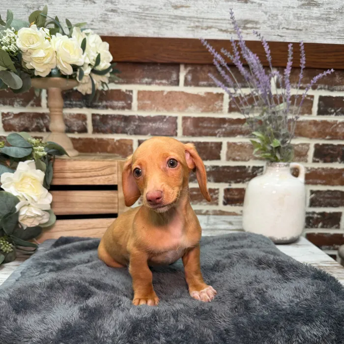 Female Dachshund puppy for sale at Shake A Paw Union.