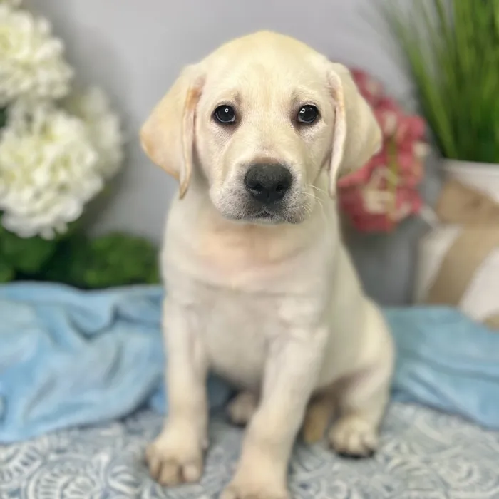 Male Labrador Retriever puppy for sale at Shake A Paw Green Brook.
