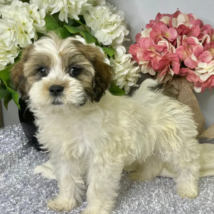Male Shih Tzu / Bichon puppy for sale at Shake A Paw Green Brook.
