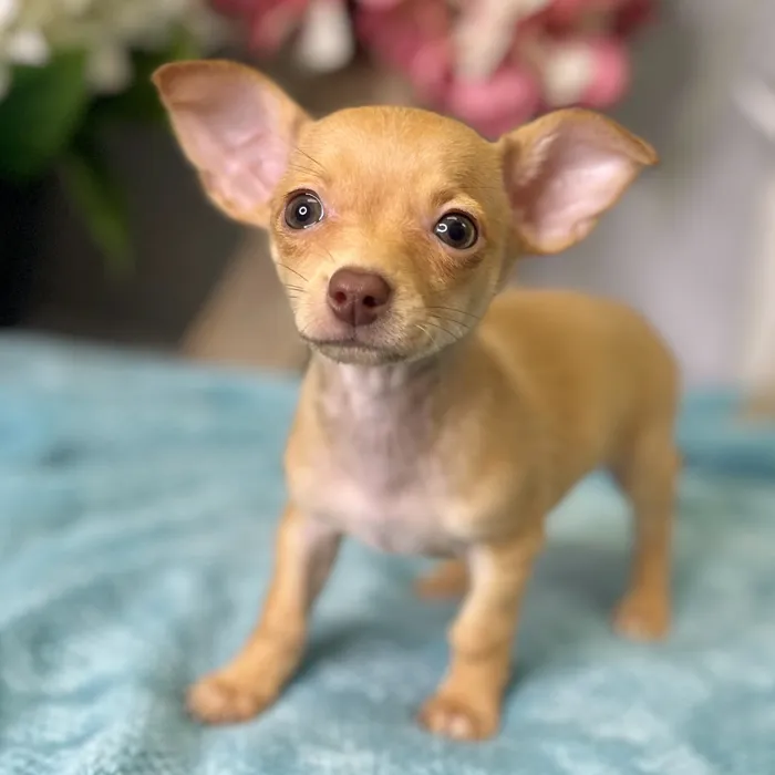 Male Chihuahua puppy for sale at Shake A Paw Green Brook.