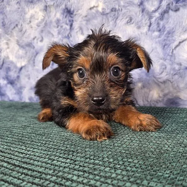 Female Yorkshire Terrier puppy for sale at Shake A Paw Union.