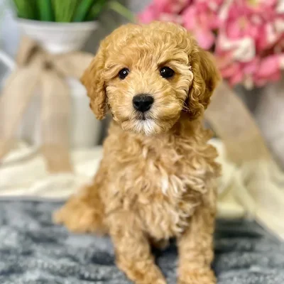 image_cropper_FF8799D8-2EE0-4E57-A572-2D4779E1A516-81214-00000762FA6DDBBF.jpg