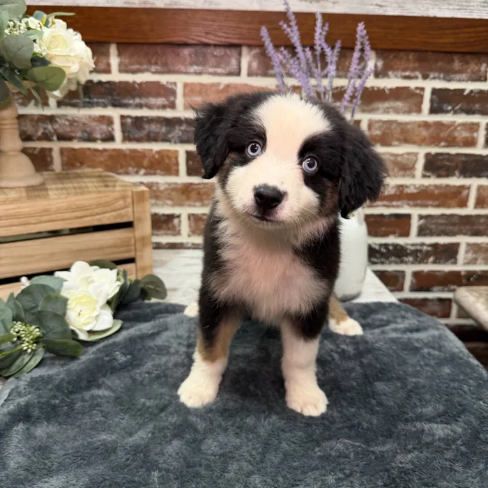 Female Mini American Shepherd puppy for sale at Shake A Paw Union.