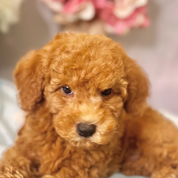 Male Mini Goldendoodle 2Nd Gen puppy for sale at Shake A Paw Green Brook.