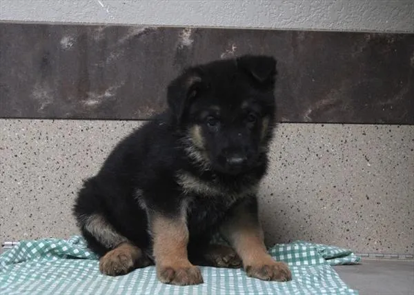 Male German Shepherd puppy for sale at Shake A Paw Green Brook.