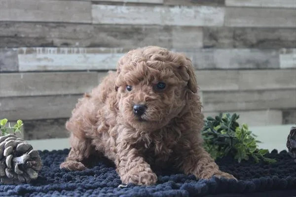 Female Poodle puppy for sale at Shake A Paw Green Brook.
