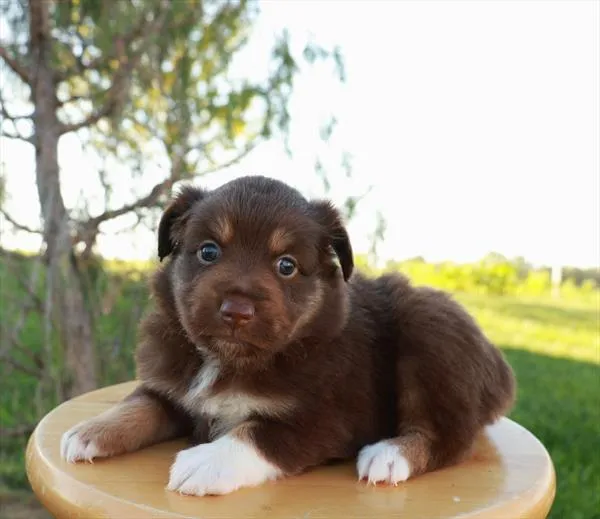 Female Mini Australian Shepherd puppy for sale at Shake A Paw Union.