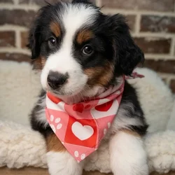 Male Mini American Shepherd puppy for sale at Shake A Paw Union.