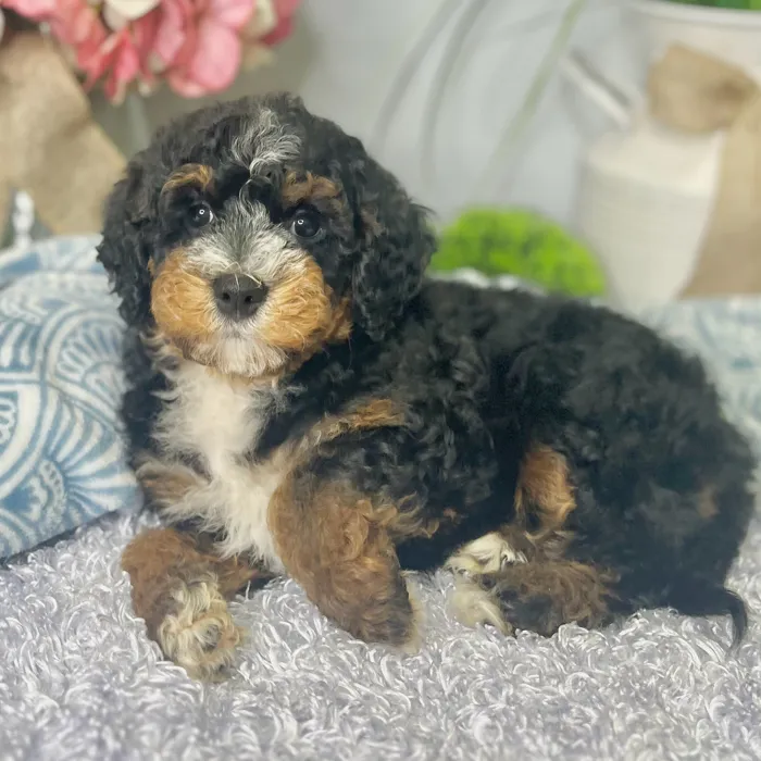 Female Mini Bernedoodle 2Nd Gen puppy for sale at Shake A Paw Green Brook.