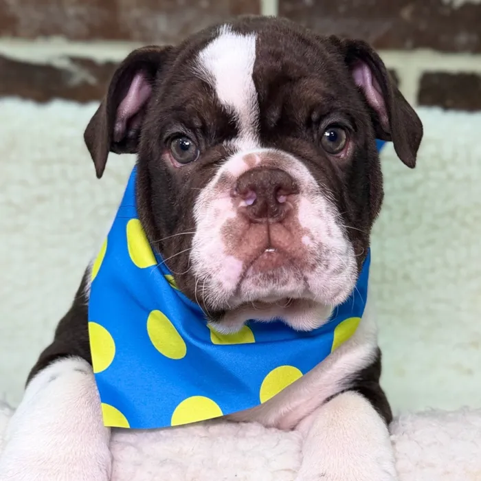Male English Bulldog puppy for sale at Shake A Paw Union.