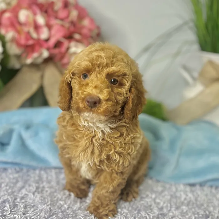 Male Poodle puppy for sale at Shake A Paw Green Brook.