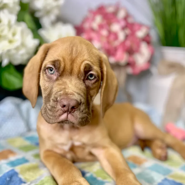 Male Dogue De Bordeaux puppy for sale at Shake A Paw Green Brook.