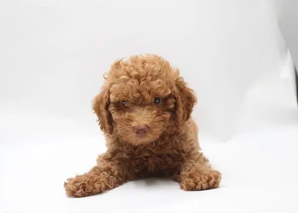 Male Poodle puppy for sale at Shake A Paw Union.