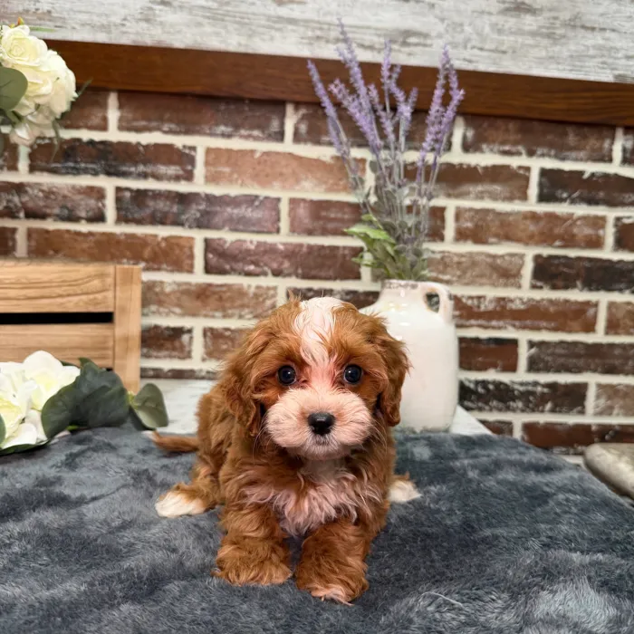 Female Cavapoo puppy for sale at Shake A Paw Union.