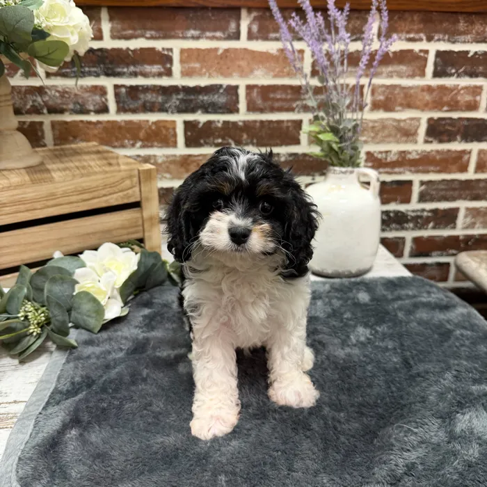 Male Cavapoo puppy for sale at Shake A Paw Union.