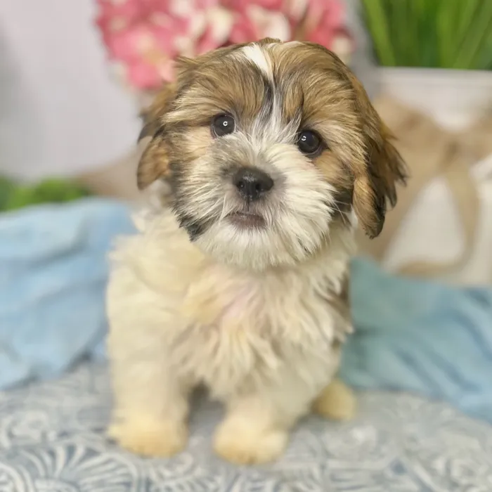 Female Havanese / Shih Tzu puppy for sale at Shake A Paw Green Brook.