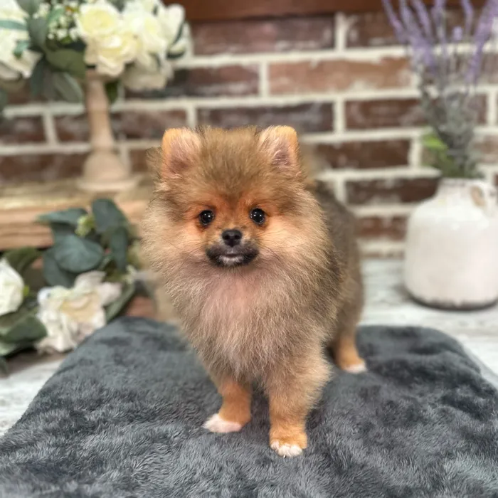 Male Pomeranian puppy for sale at Shake A Paw Union.