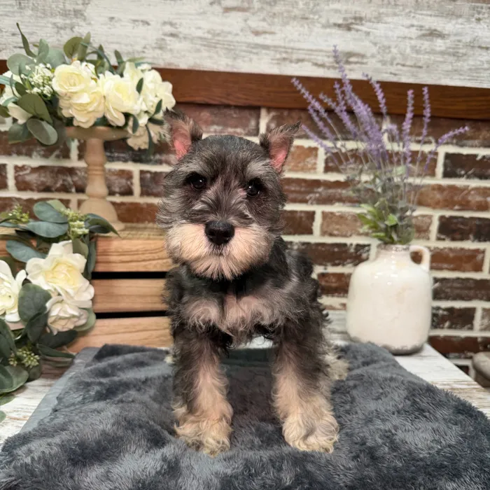 Male Mini Schnauzer puppy for sale at Shake A Paw Union.