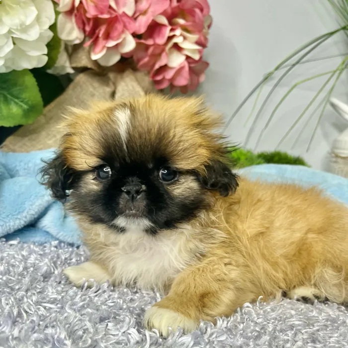 Male Pekingese puppy for sale at Shake A Paw Green Brook.