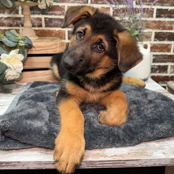 Male German Shepherd puppy for sale at Shake A Paw Union.
