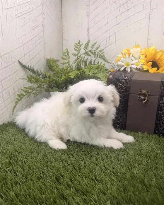 Male Maltese puppy for sale at Shake A Paw Green Brook.